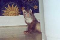 rf_enzo